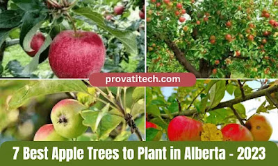 7 Best Apple Trees to Plant in Alberta – 2023